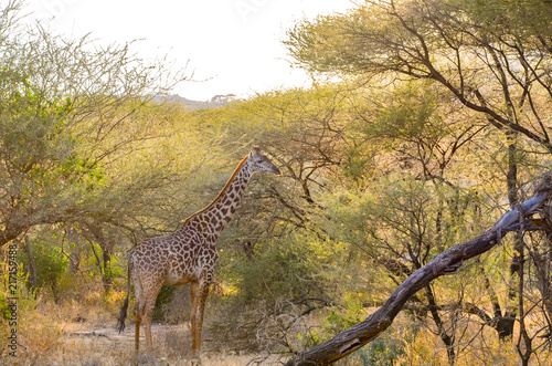 African Giraffe