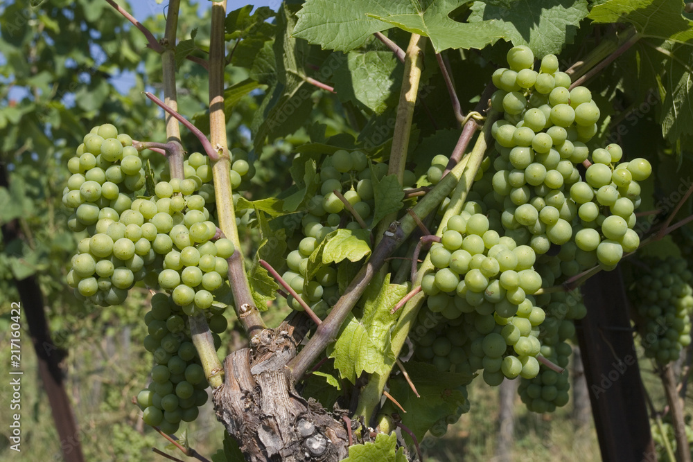 Grappes de raisin dans un vignoble en Alsace Grappes de raisin dans un vignoble en Alsace