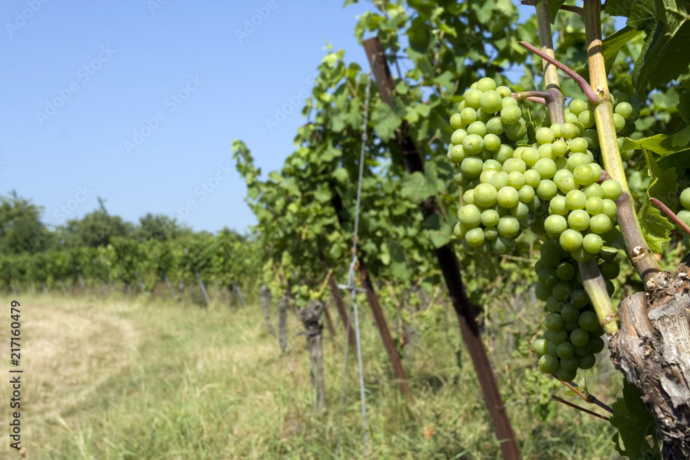 Pied de vigne et raisin en Alsace