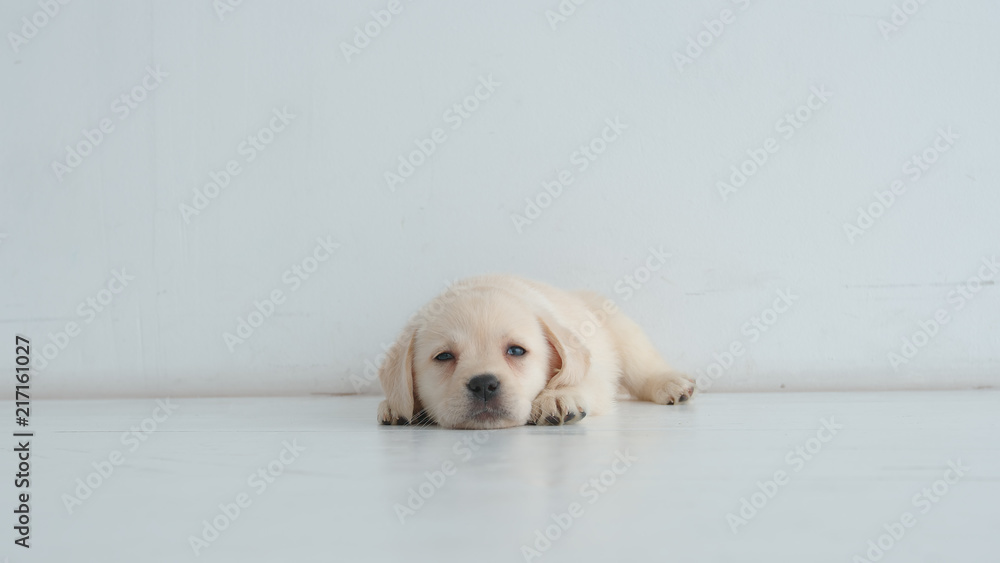 Resting labrador puppy lies on a white floor Resting labrador puppy lies on a white floor