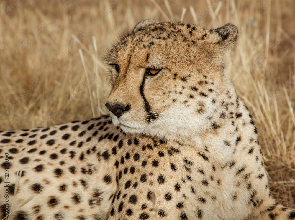 Adult cheetah lies down in dry grass Adult cheetah lies down in dry grass