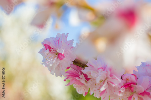 Spring's flower momo (peach) blossom pink flower with blue sky morning light