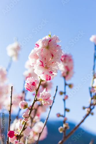 Spring's flower momo (peach) blossom pink flower with blue sky morning light
