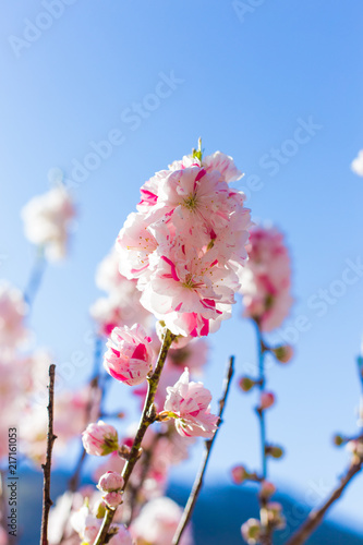 Spring's flower momo (peach) blossom pink flower with blue sky morning light