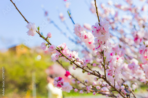 Spring's flower momo (peach) blossom pink flower with blue sky morning light