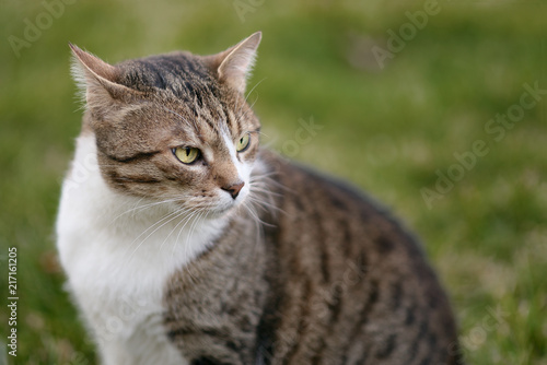 Portrait of a brown male cat with green background 