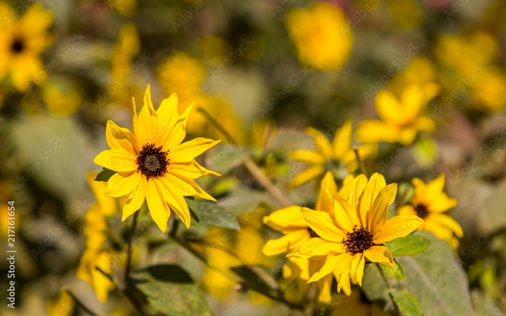 Yellow Marigold / Daisy flower in a garden Yellow Marigold / Daisy flower in a garden