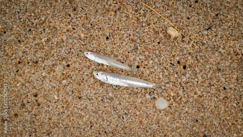 The little fish is on the sandy beach background.