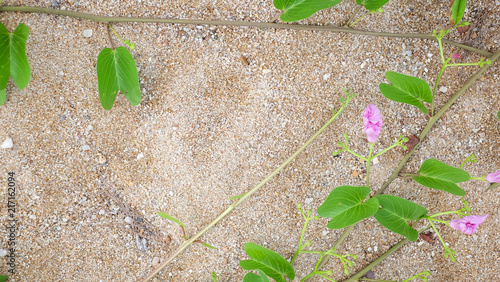 The sandy beach background with morning glory.