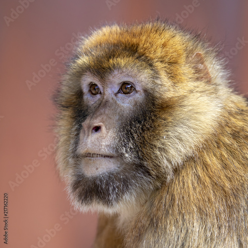 Barbary macaque © Edwin Butter