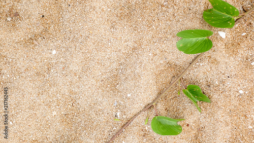 The sandy beach background with morning glory.
