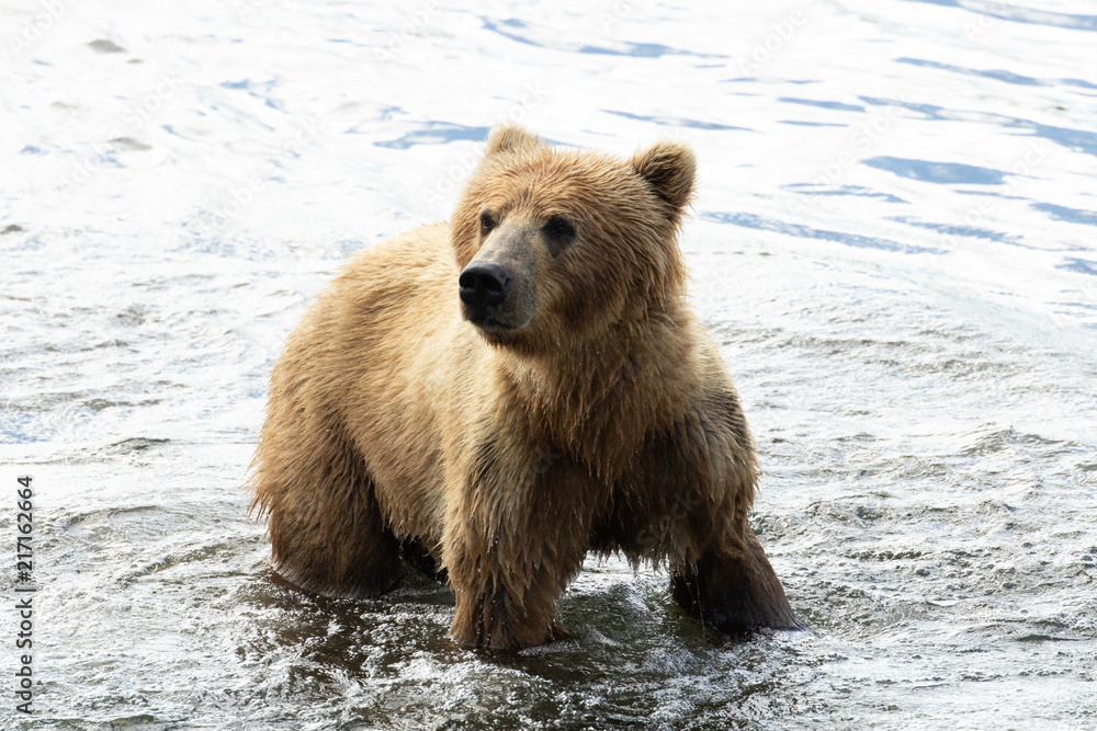 Obraz premium kodiak bear