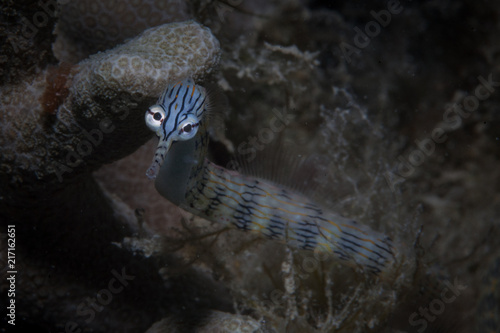 A Reeftop pipefish, Corythoichthys haematopterus, searches for tiny prey on the seafloor of a coral reef in Indonesia. photo