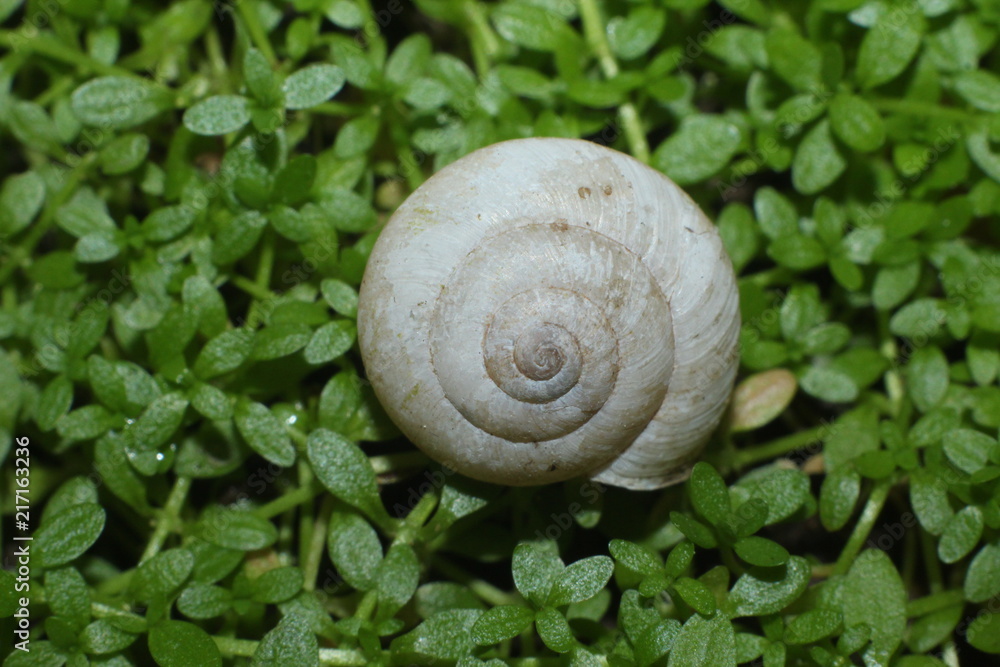 snail shell