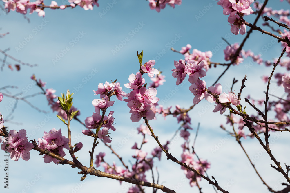 Obraz premium Cherry tree branch bud in bloom background as a beautiful spring flower 