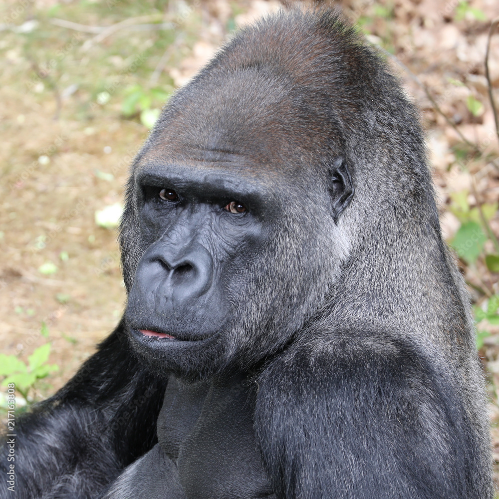 Fototapeta premium Silverback gorilla portrait