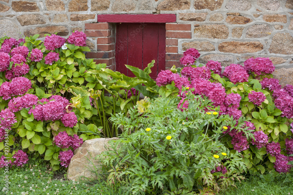 Naklejka premium Rote Tür, rote Hortensien