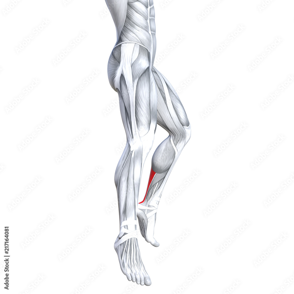 Concept conceptual 3D illustration fit strong front lower leg human anatomy, anatomical muscle isolated white background for body medical health tendon foot and biological gym fitness muscular system Concept conceptual 3D illustration fit strong front lower leg human anatomy, anatomical muscle isolated white background for body medical health tendon foot and biological gym fitness muscular system