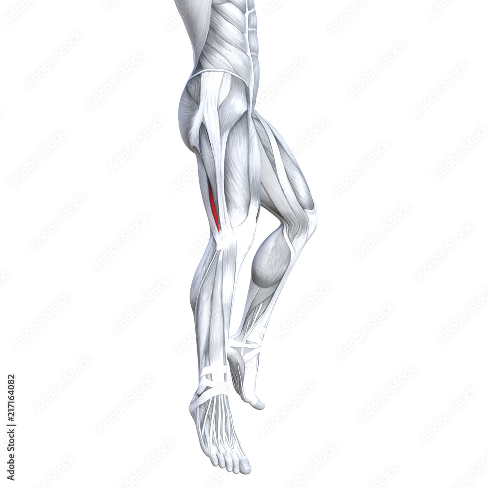 Concept conceptual 3D illustration fit strong back upper leg human anatomy, anatomical muscle isolated white background for body medical health tendon foot and biological gym fitness muscular system Concept conceptual 3D illustration fit strong back upper leg human anatomy, anatomical muscle isolated white background for body medical health tendon foot and biological gym fitness muscular system