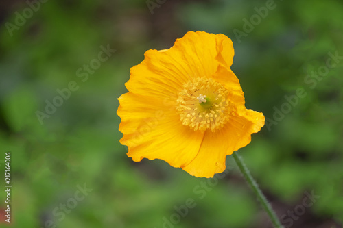 Fototapeta Naklejka Na Ścianę i Meble -  Island-Mohn (Papaver nudicaule)