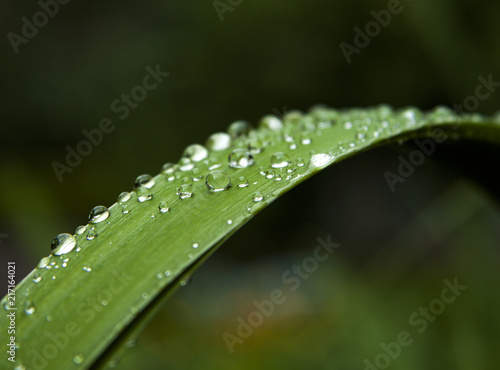close-up, drops of water, dew on a wide green leaf of grass on a dark background