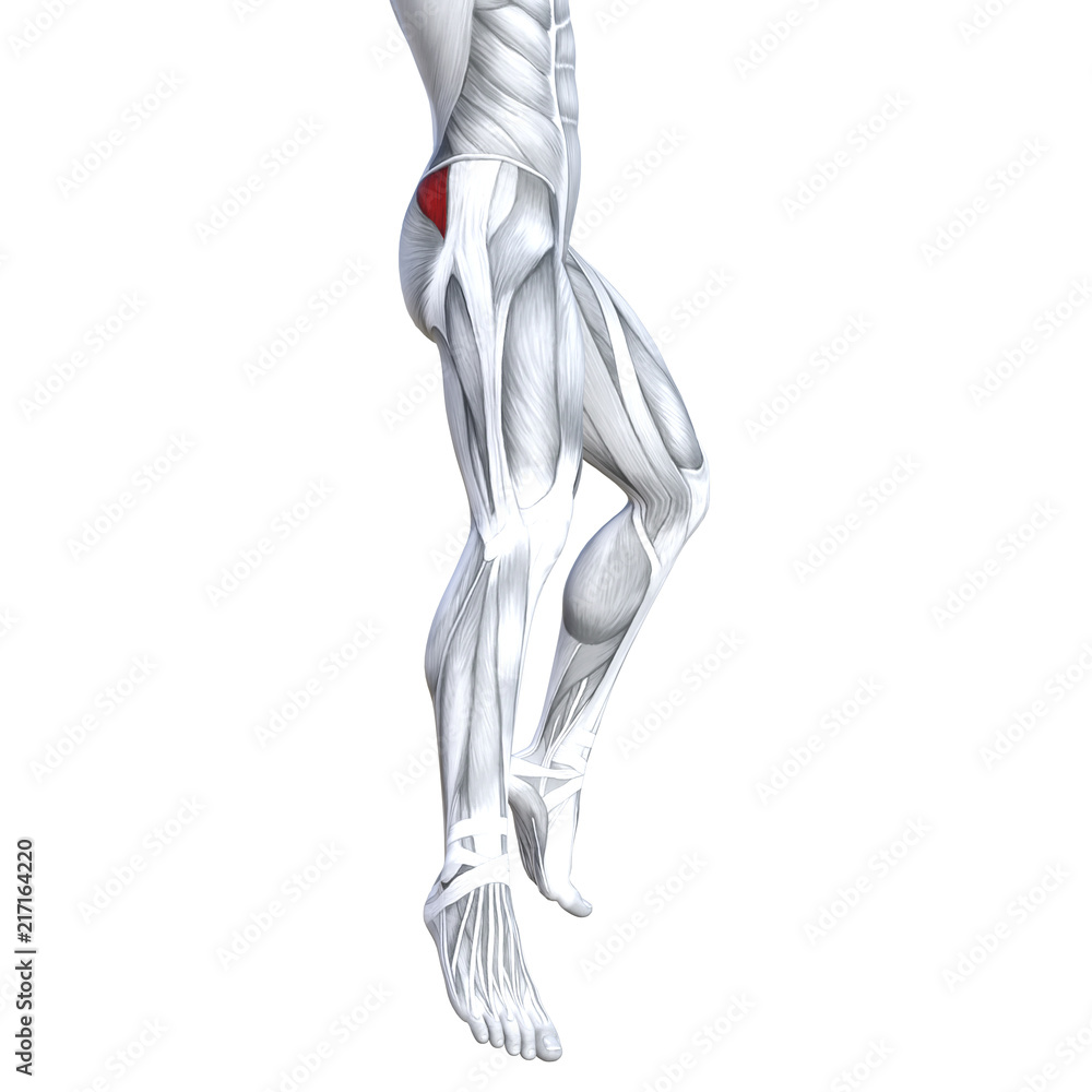 Concept conceptual 3D illustration fit strong back upper leg human anatomy, anatomical muscle isolated white background for body medical health tendon foot and biological gym fitness muscular system Concept conceptual 3D illustration fit strong back upper leg human anatomy, anatomical muscle isolated white background for body medical health tendon foot and biological gym fitness muscular system