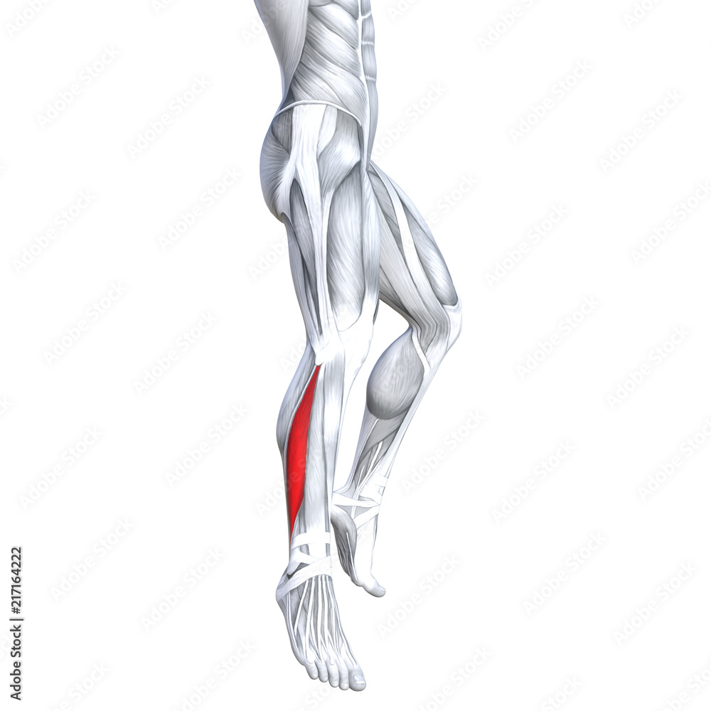 Concept conceptual 3D illustration fit strong front lower leg human anatomy, anatomical muscle isolated white background for body medical health tendon foot and biological gym fitness muscular system Concept conceptual 3D illustration fit strong front lower leg human anatomy, anatomical muscle isolated white background for body medical health tendon foot and biological gym fitness muscular system