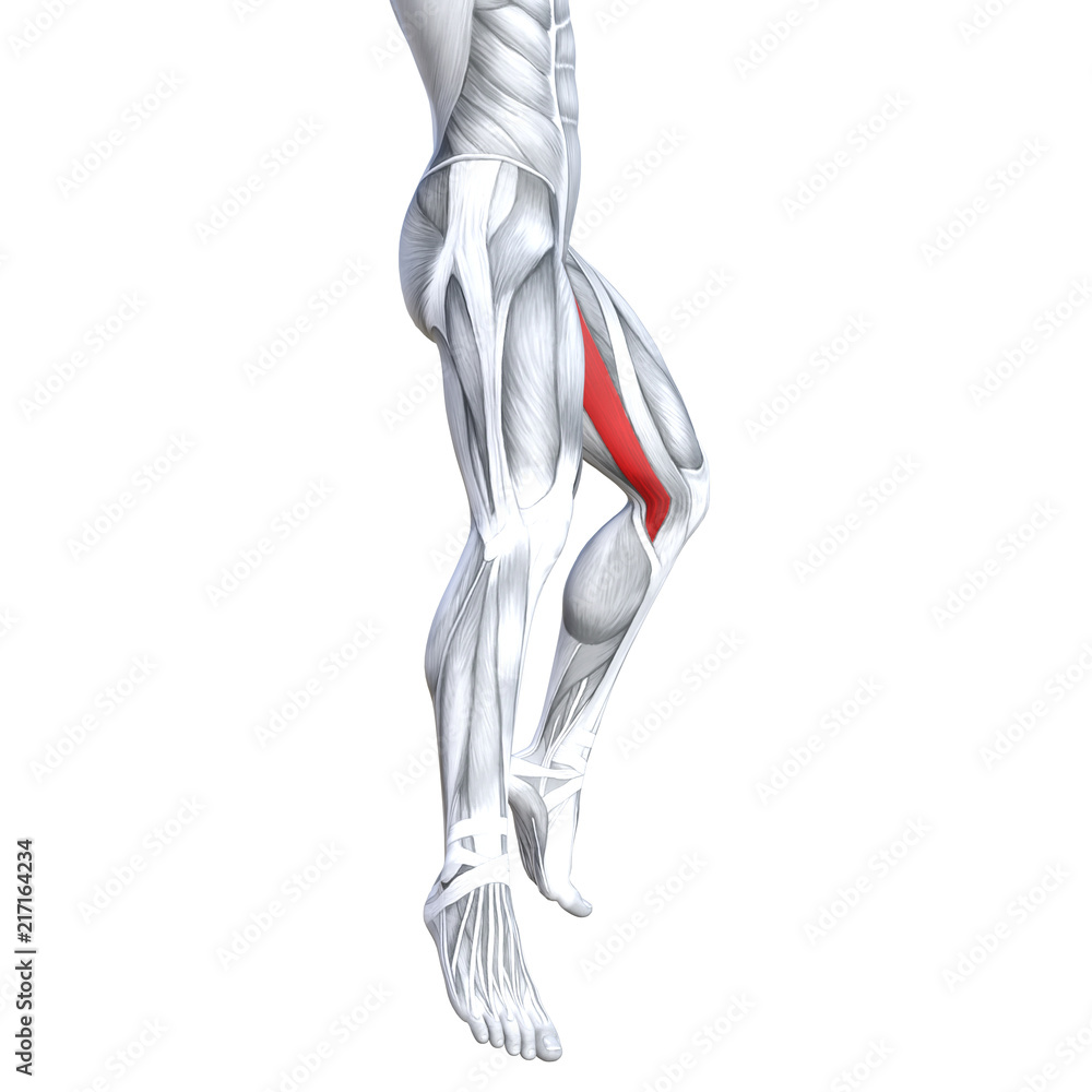 Concept conceptual 3D illustration fit strong front upper leg human anatomy, anatomical muscle isolated white background for body medical health tendon foot and biological gym fitness muscular system Concept conceptual 3D illustration fit strong front upper leg human anatomy, anatomical muscle isolated white background for body medical health tendon foot and biological gym fitness muscular system