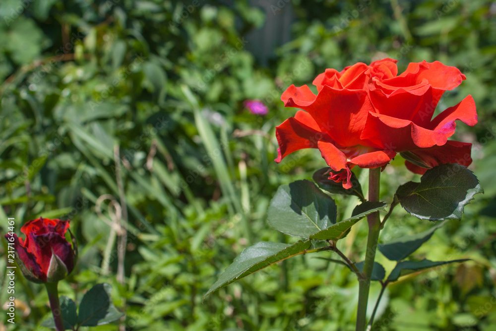 Obraz premium Blooming rose flower close up, colorful and vivid plant, natural background