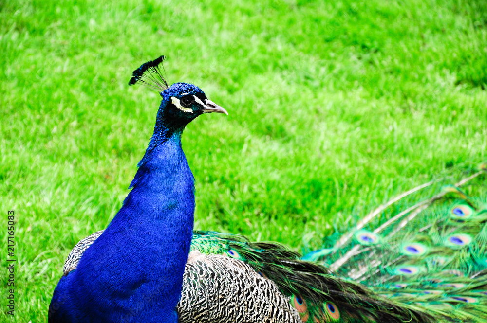 Fototapeta premium Peacock in a green garden, close-up