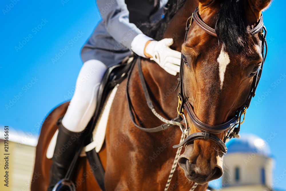 Obraz premium Worried equestrian. Equestrian wearing riding boots feeling a little bit worried before participating in horserace