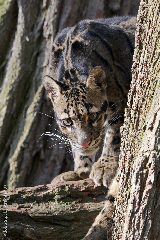 Fototapeta premium Clouded leopard portrait