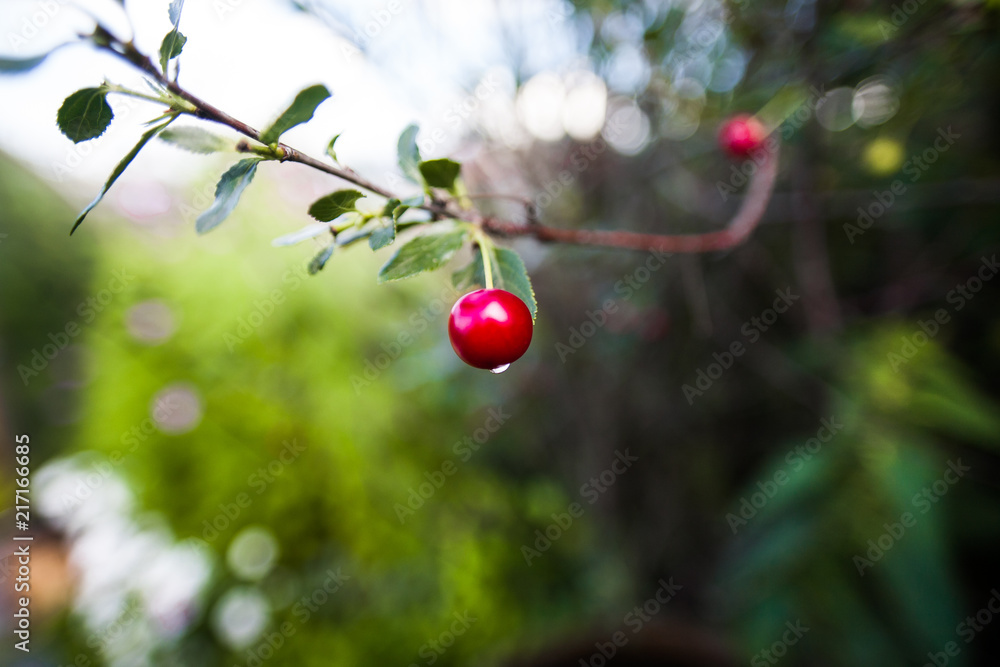 cherry berry on a branch