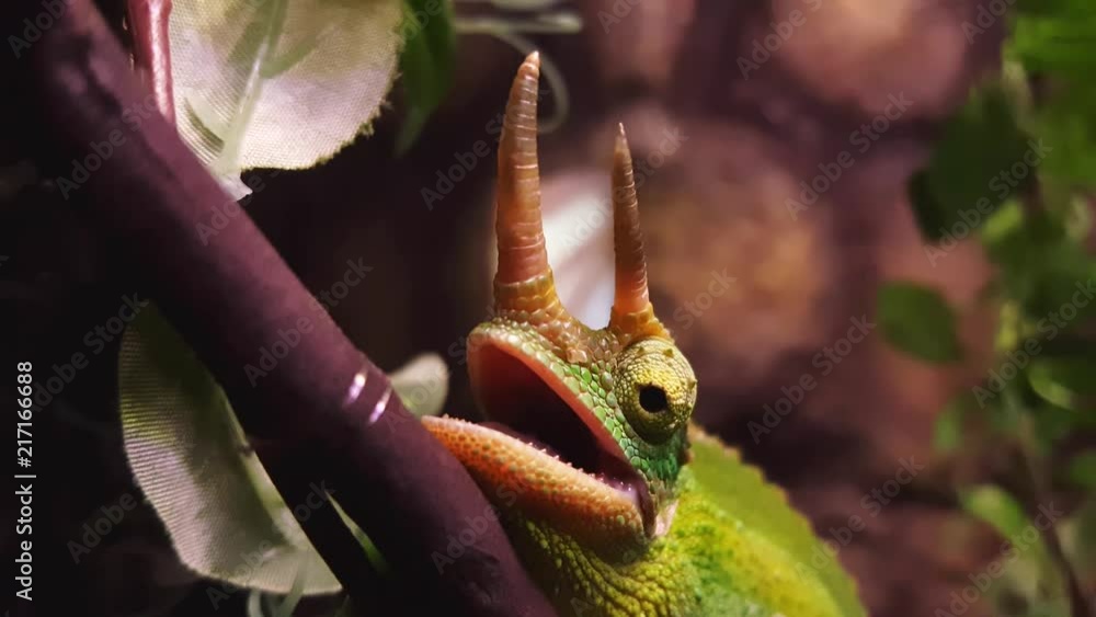 Close up view of the green iguana (Iguana iguana), also known as the American iguana, resting on a plastic branch Close up view of the green iguana (Iguana iguana), also known as the American iguana, resting on a plastic branch