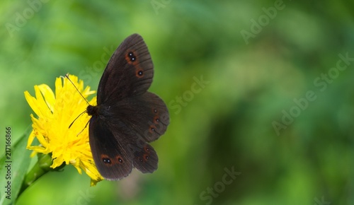 Fotografía Farfalla si posa su fiore giallo di tarassaco