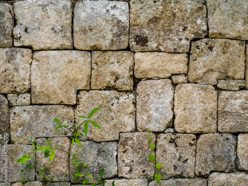 Photography Interlocking stone wall of a Mayan temple in the Mexican jungle