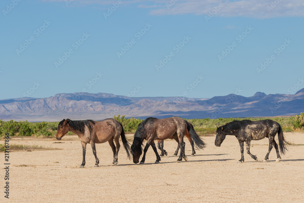 Wild Horses in the Utah Desert in Summer Wild Horses in the Utah Desert in Summer