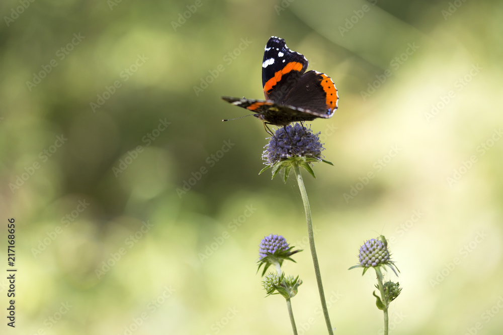 Beautiful butterfly on a flower in a forest Beautiful butterfly on a flower in a forest