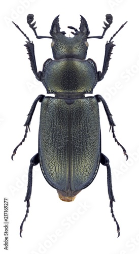 Beetle Platycerus spinifer on a white background