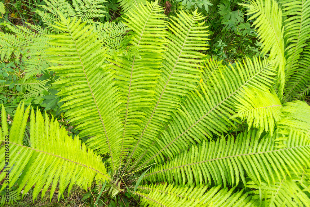 A close view of the bushes of a bright green fern on a sunny, fresh summer day. Feeling of freshness, naturalness and nature. A close view of the bushes of a bright green fern on a sunny, fresh summer day. Feeling of freshness, naturalness and nature.