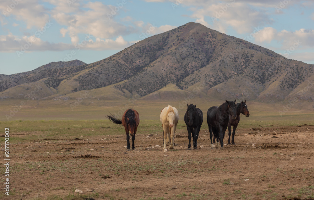 Wild Horses in the Utah Desert in Summer Wild Horses in the Utah Desert in Summer