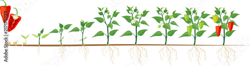 Stages of pepper growth from seed and sprout to harvest. Plants showing root system below ground level