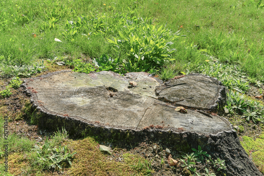 stump stump