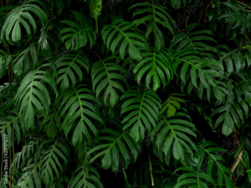 Green monstera philodendron tropical plant leaves vine background
