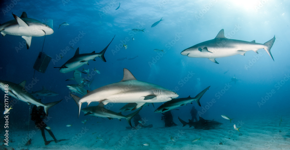 Caribbean reef shark at the Bahamas