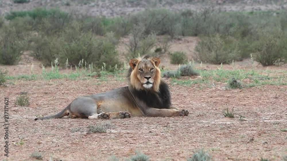 An African black mane male lion, Panthera leo calmly laying down resting and relaxing in the dry and arid Kalahari region of Southern Africa. An African black mane male lion, Panthera leo calmly laying down resting and relaxing in the dry and arid Kalahari region of Southern Africa.