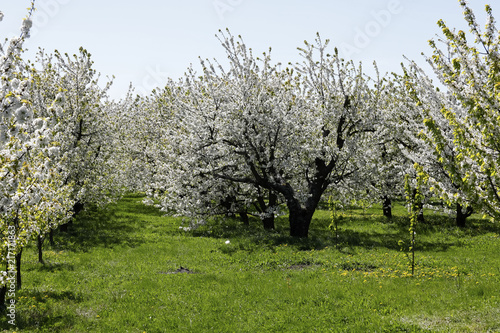 Fruit trees full of white flowers