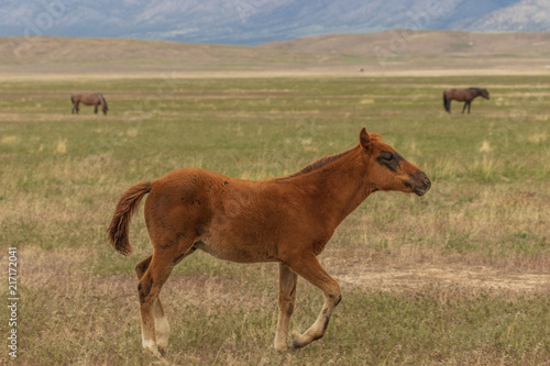 Cute Wild Horse Foal