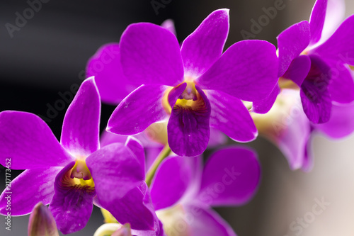 orchid purple flowers a beautiful in Thailand.  
