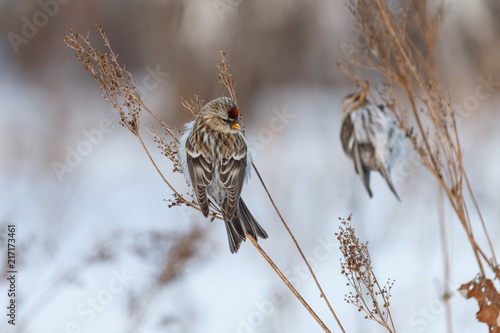 Two common redpolls (Acanthis flammea) perching on dry orach stems with white background. Small brownish-grey finch with dark streaks and red patch on forehead. Winter, Russia. photo